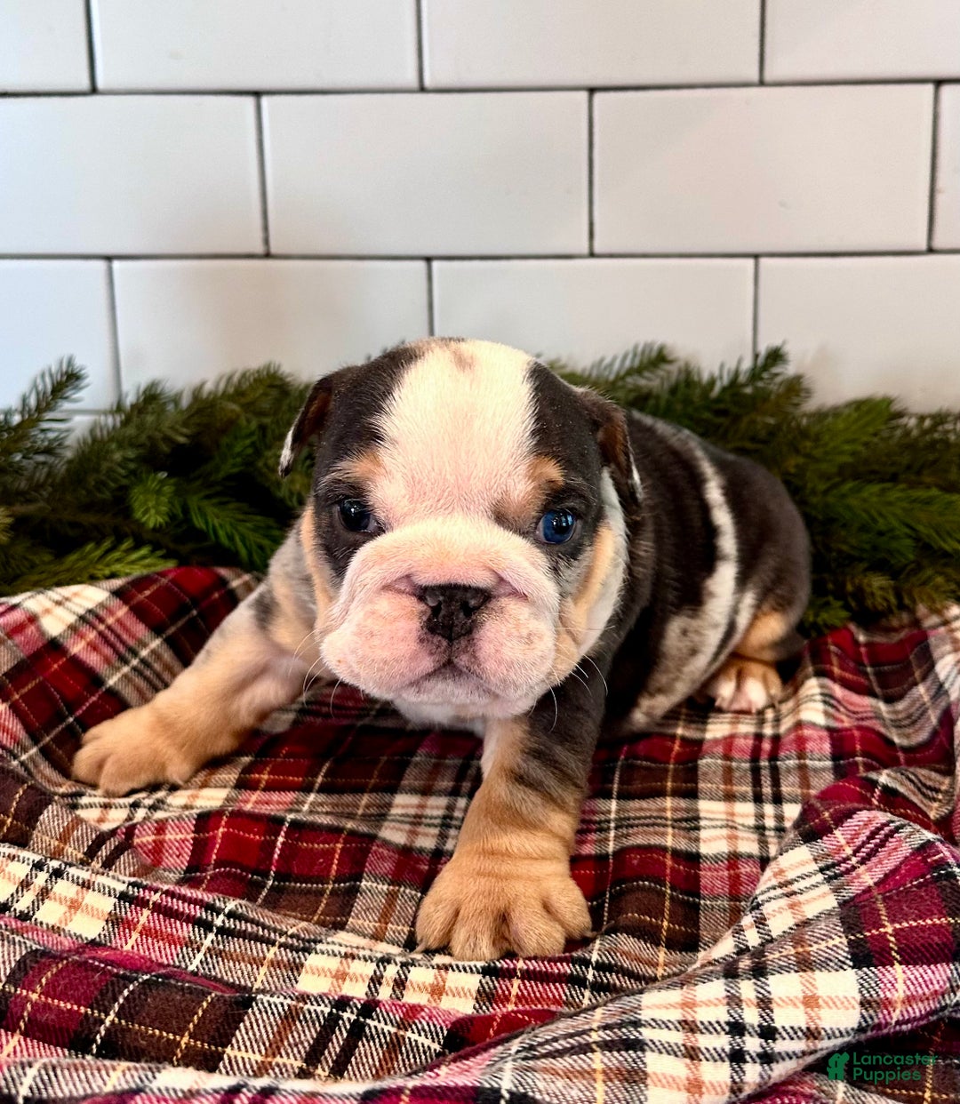 English Bulldog dogs for sale: Winston - Ad 1