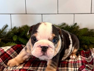 English Bulldog dogs Winston - Ad 26