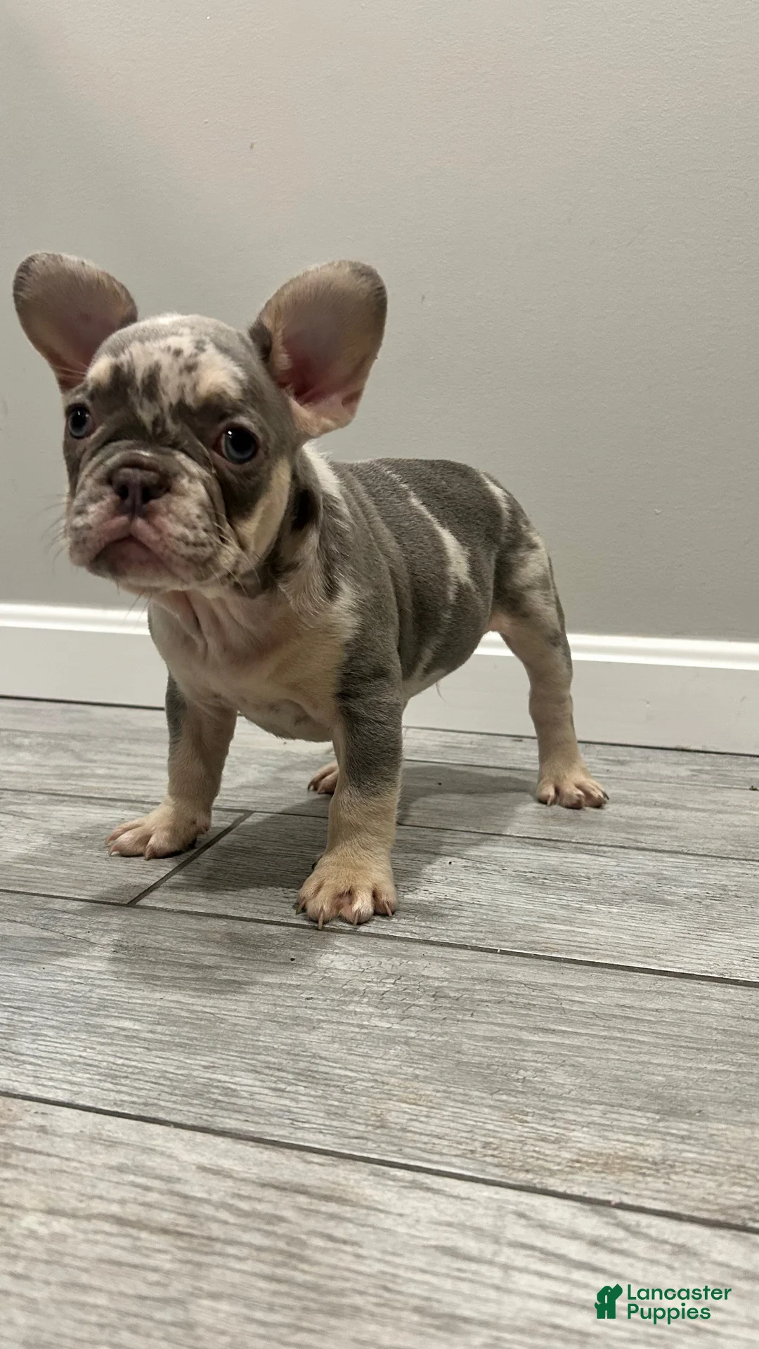 French Bulldog dogs for sale: Otto - Ad 4