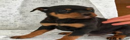 Rottweiler dogs for sale: Wendy - Ad 3