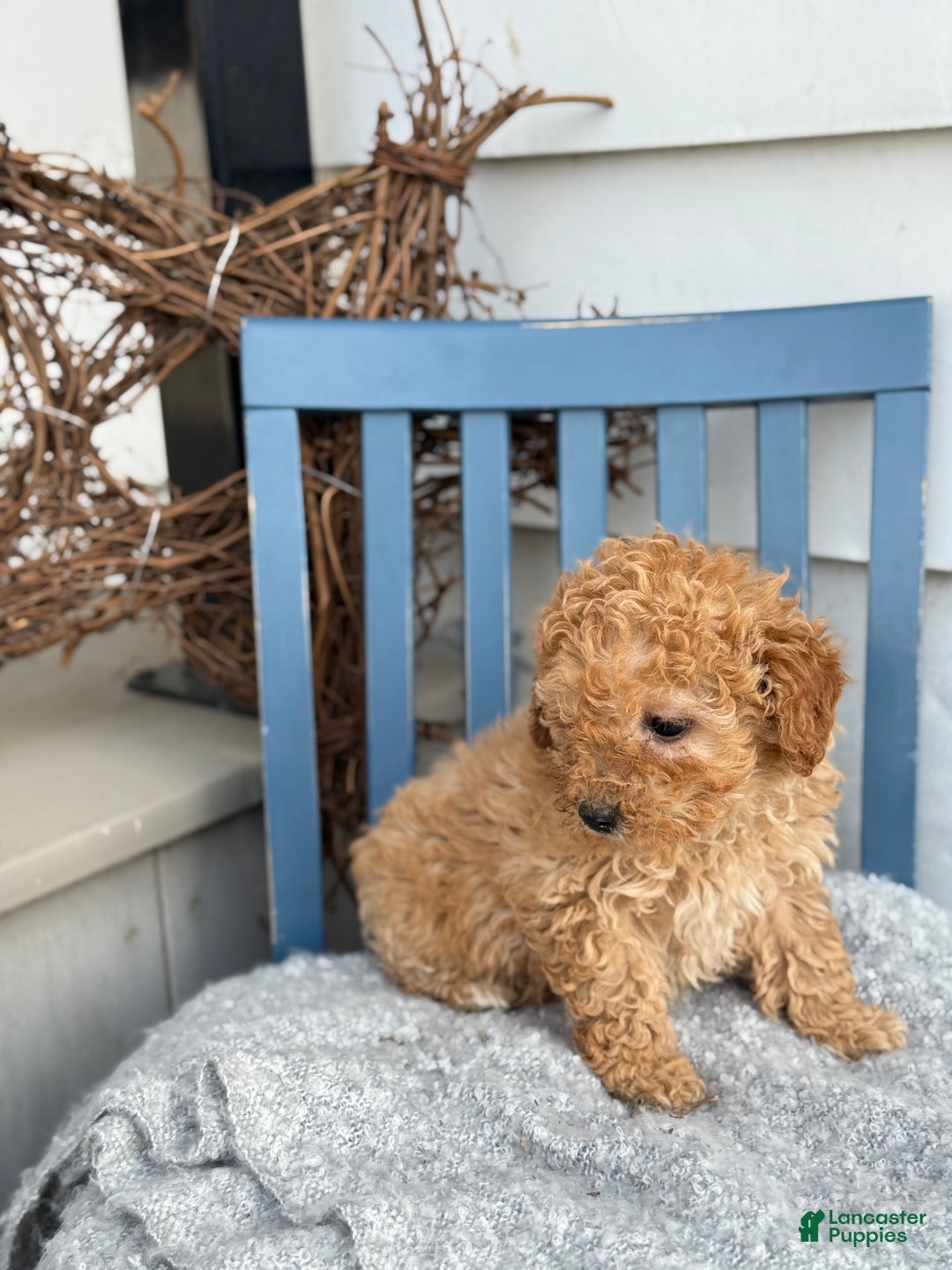 Toy Poodle dogs for sale: Oaks - Ad 10