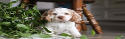 Cocker Spaniel dogs for sale: Asher - Ad 5