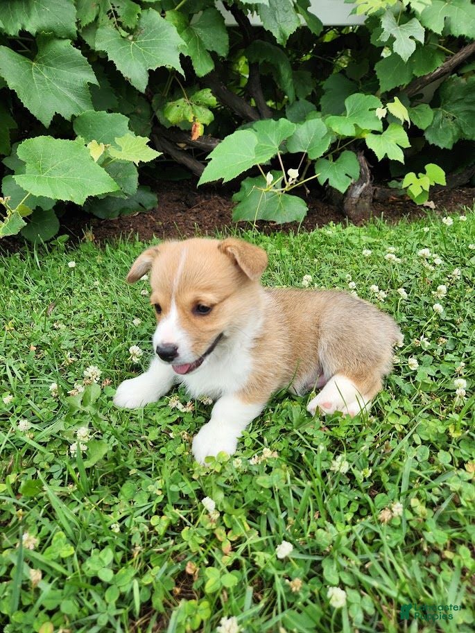 Welsh Corgi Pembroke dogs Adam - Ad 2