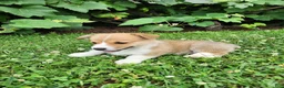 Welsh Corgi Pembroke dogs for sale: Adam - Ad 2