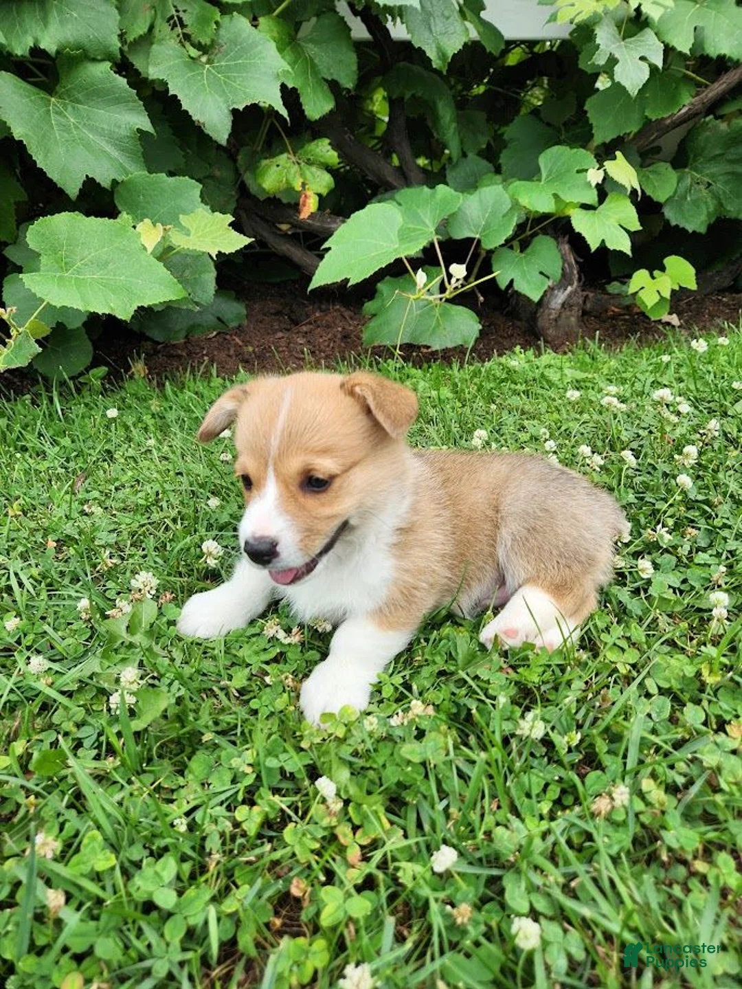 Welsh Corgi Pembroke dogs for sale: Adam - Ad 2