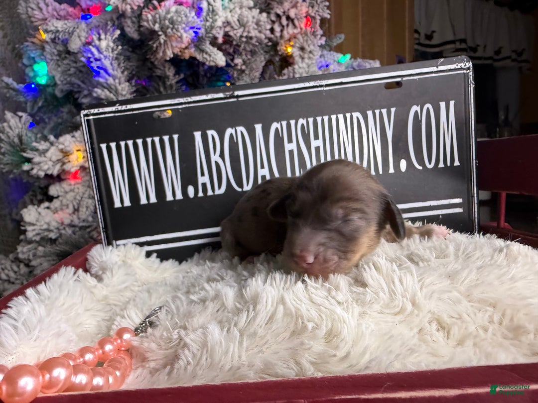 Miniature Dachshund dogs for sale: Cream dapple - Ad 4