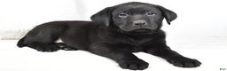 Labrador Retriever dogs for sale: Maverick - Ad 8