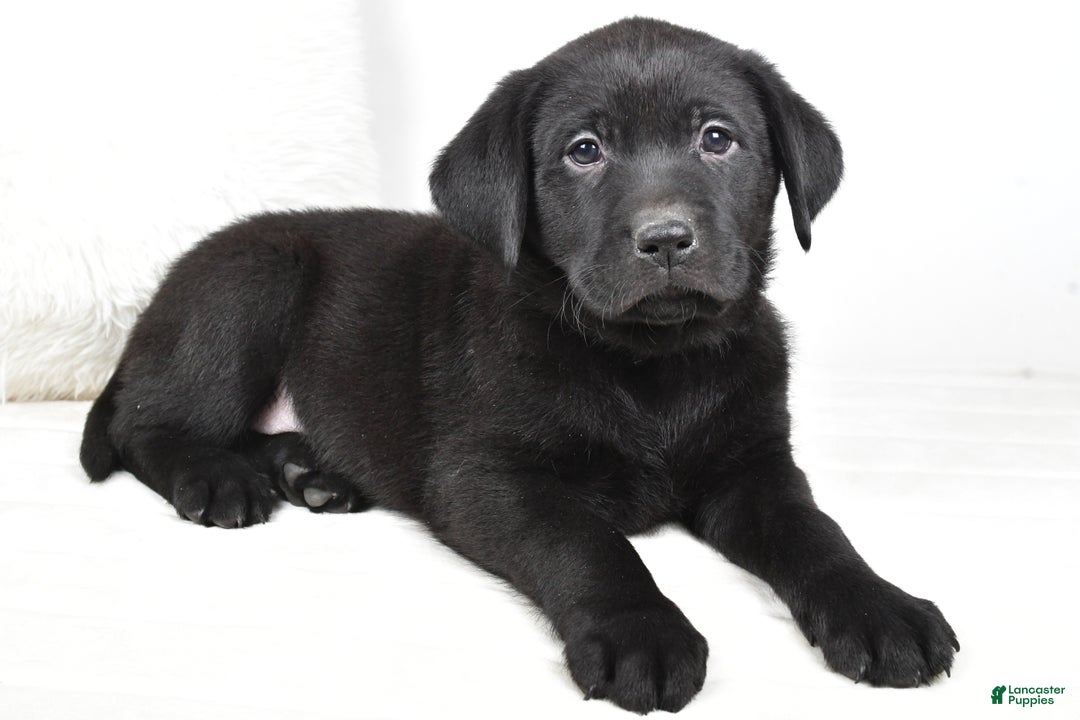 Labrador Retriever dogs for sale: Maverick - Ad 8