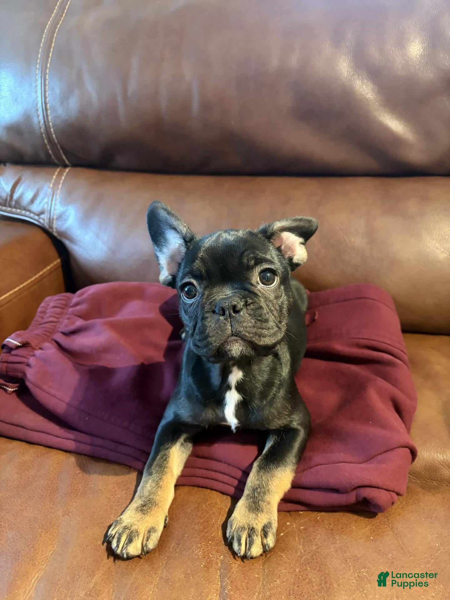 French Bulldog dogs French Bulldog 3 - Ad 8