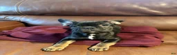 French Bulldog dogs for sale: French Bulldog 3 - Ad 1