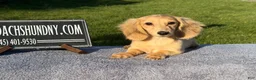 Miniature Dachshund dogs for sale: Cream - Ad 3