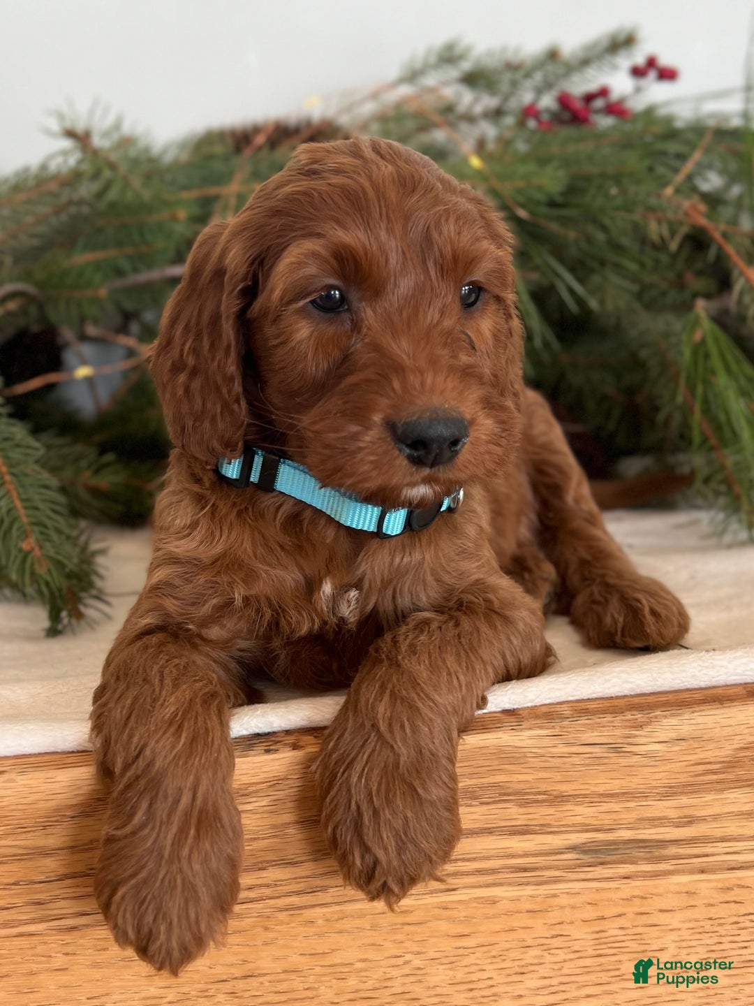 Irish Doodle dogs for sale: Garrett - Ad 2