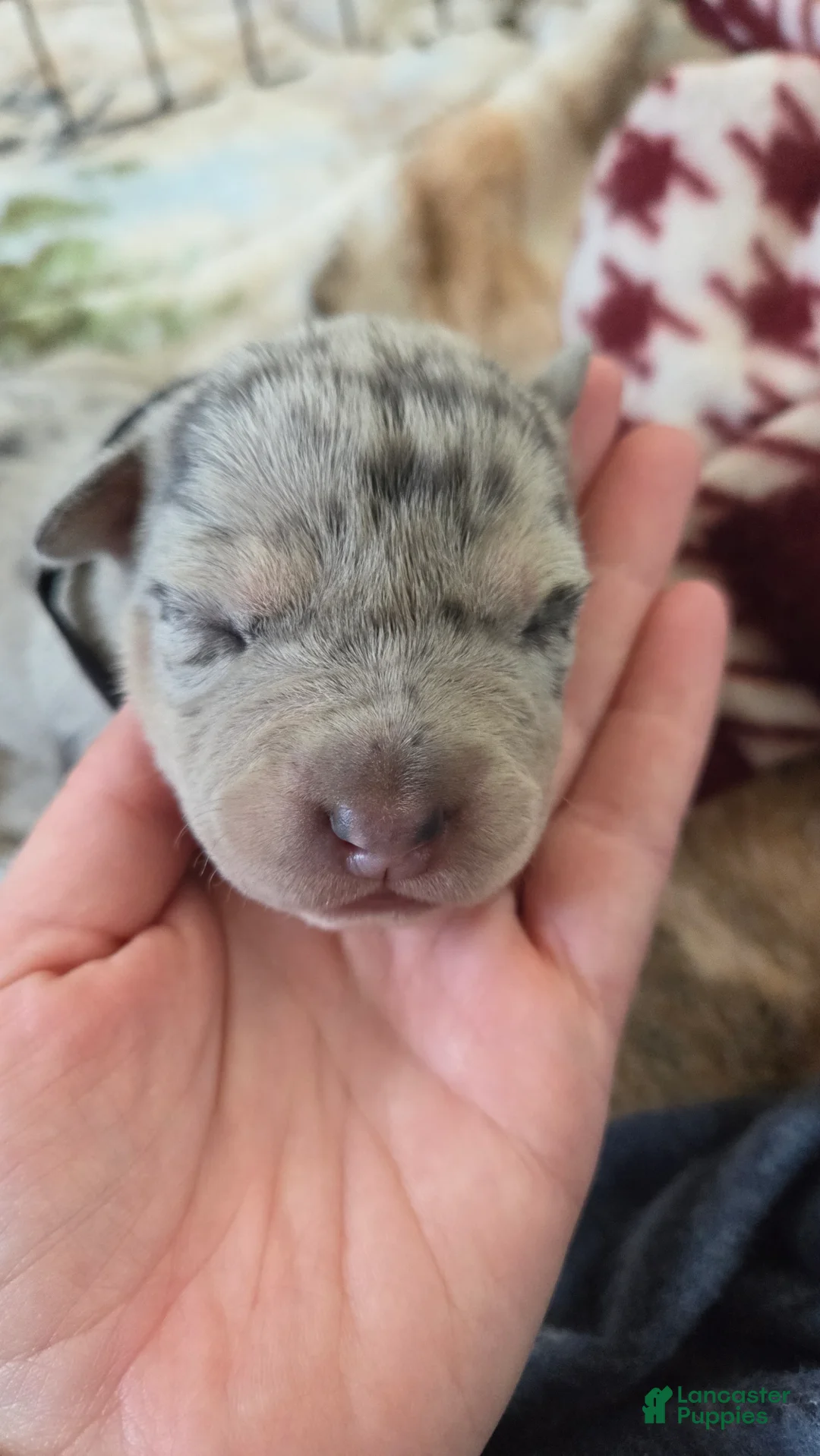 American Bulldog dogs for sale: Blue Merle Female (Black) - Ad 2