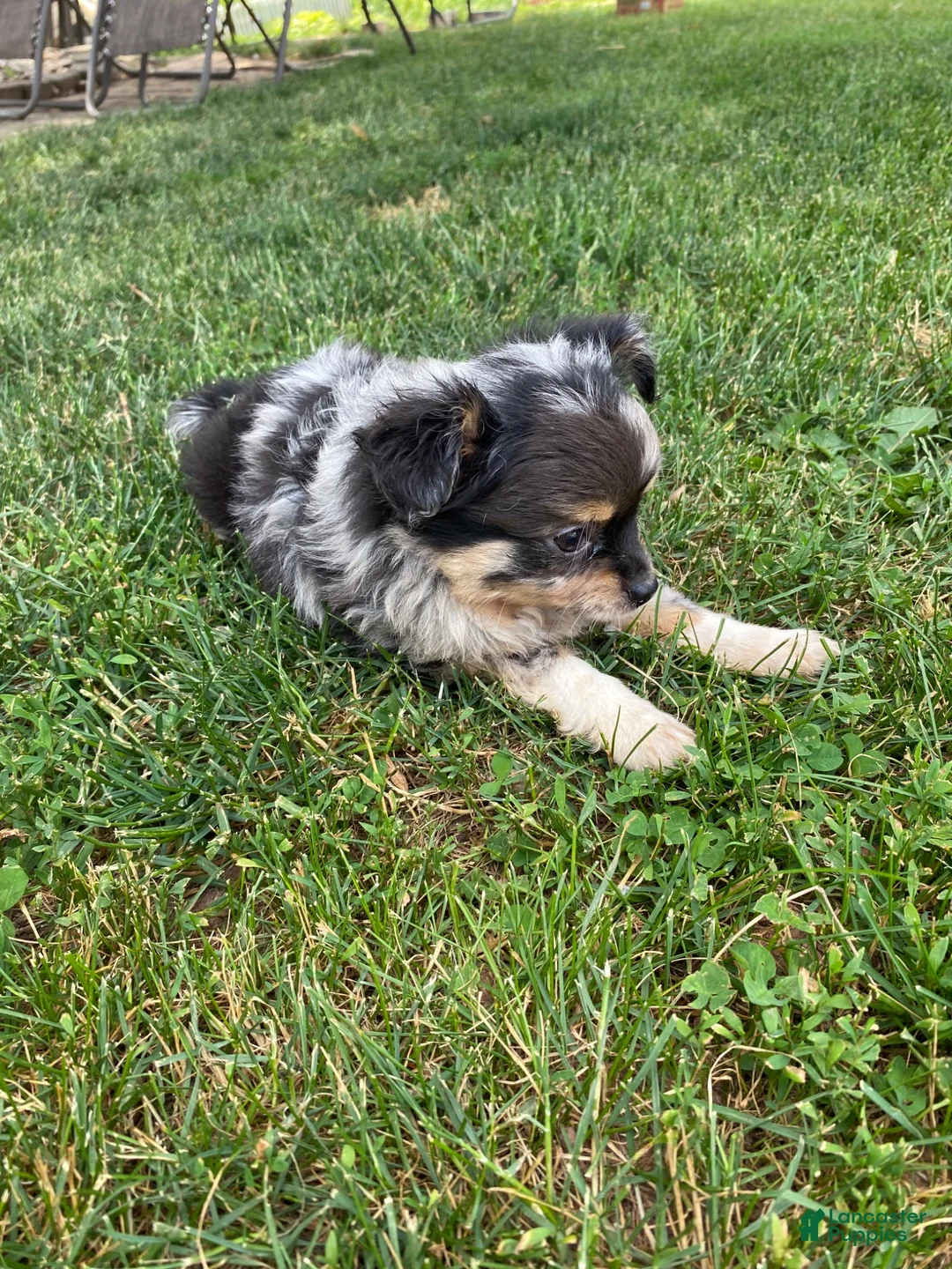 Pomchi dogs for sale: Rosie - Ad 4