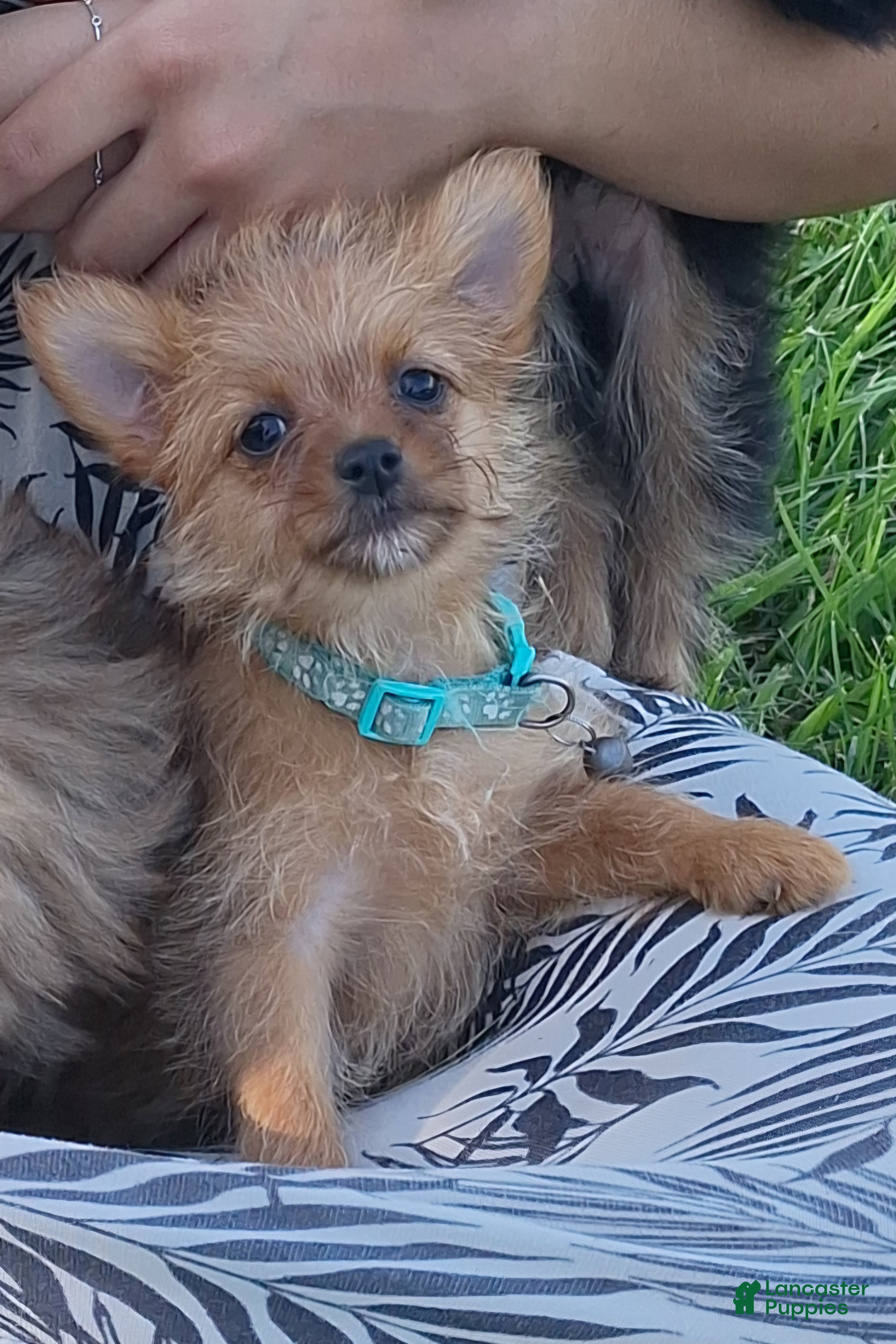 Mixed Breed dogs Tiny - Ad 2