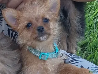 Mixed Breed dogs for sale: Tiny - Ad 1
