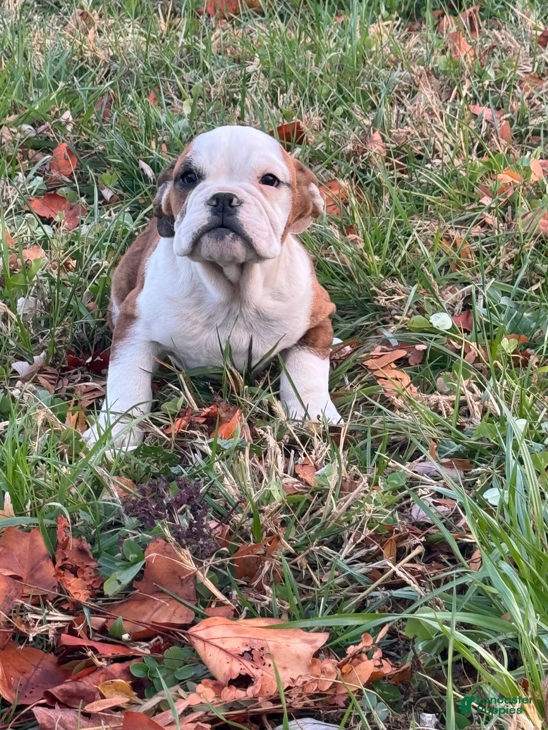 English Bulldog dogs for sale: Hunter  - Ad 4