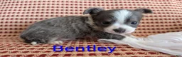 Chihuahua dogs for sale: Chihuahua Puppy 1 - Ad 5