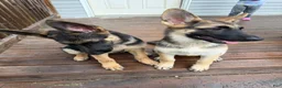 German Shepherd dogs for sale: Nyx - Ad 7