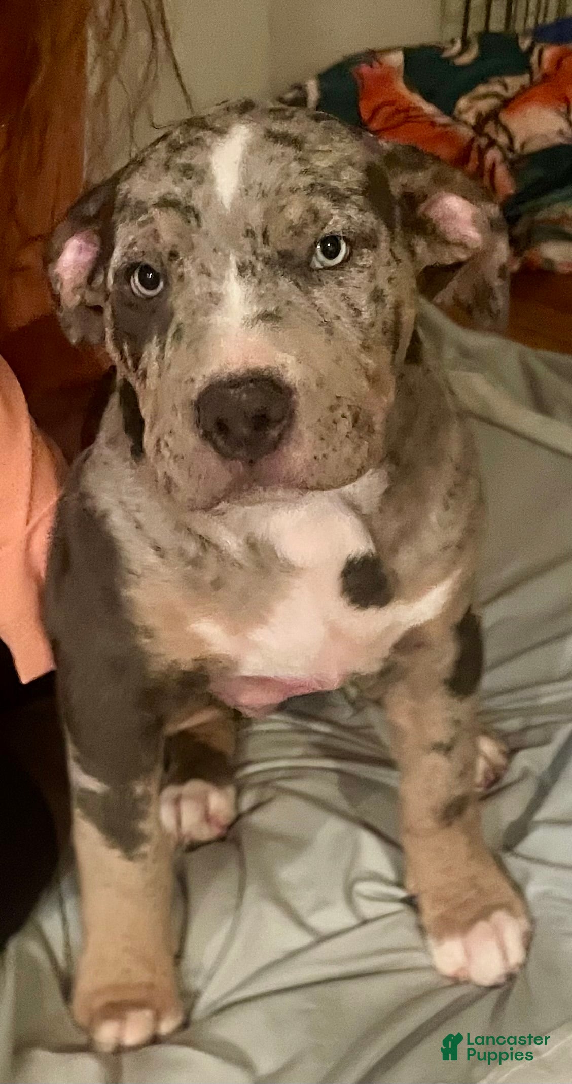 American Bully dogs Norman "Chubsy-Ubsy" - Ad 1