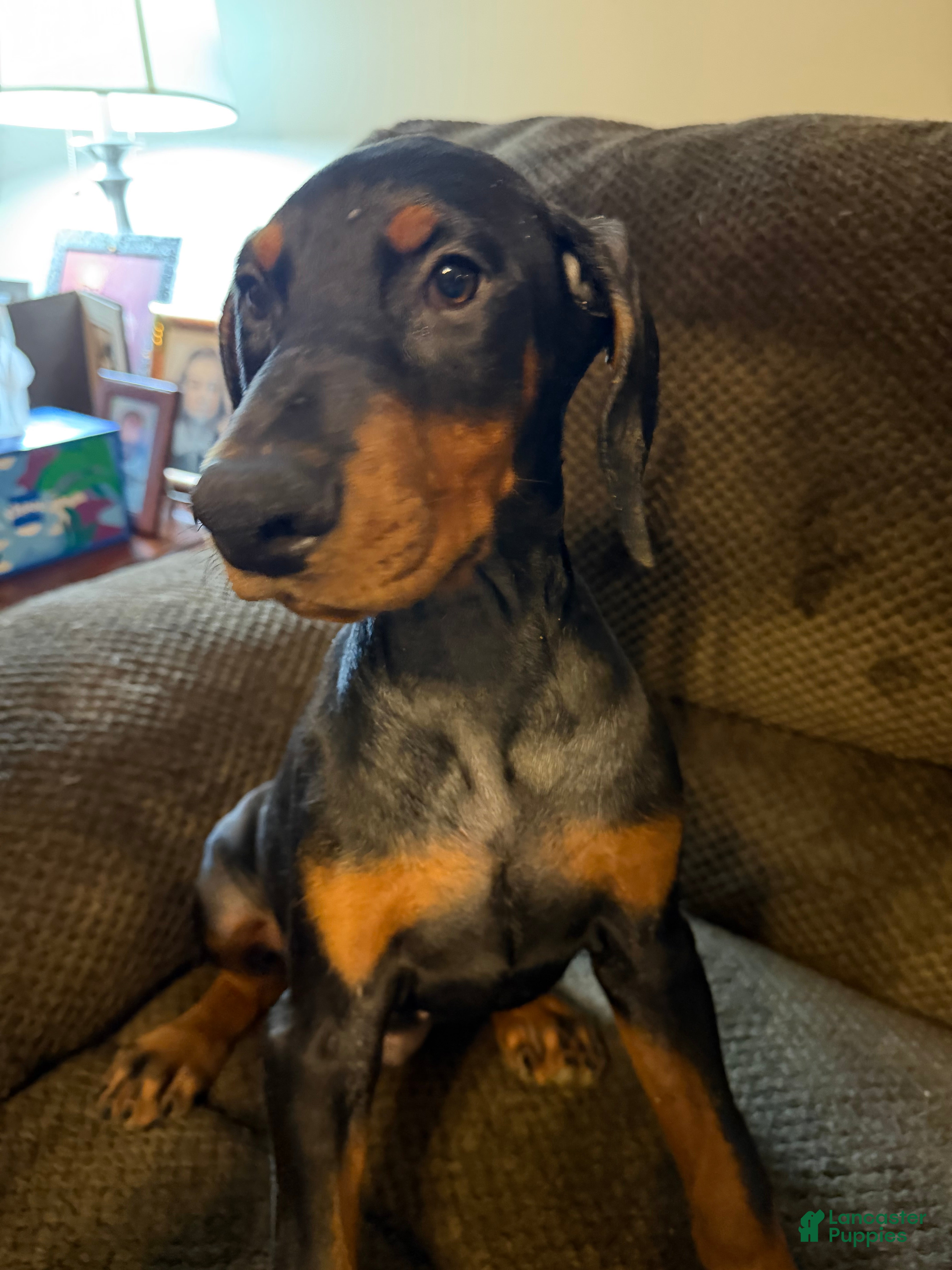 Doberman Pinscher dogs Chelsea - Ad 1