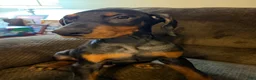 Doberman Pinscher dogs for sale: Chelsea - Ad 1