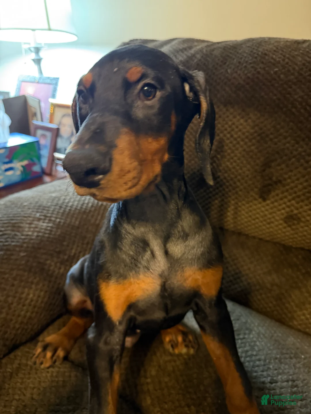 Doberman Pinscher dogs for sale: Chelsea - Ad 1