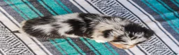 Australian Shepherd dogs for sale: Kayden - Ad 9