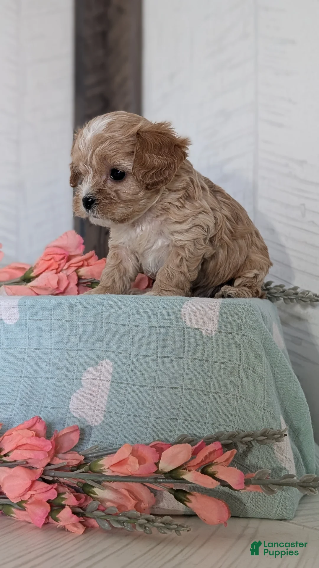 Cockapoo dogs for sale: Turbo - Ad 2