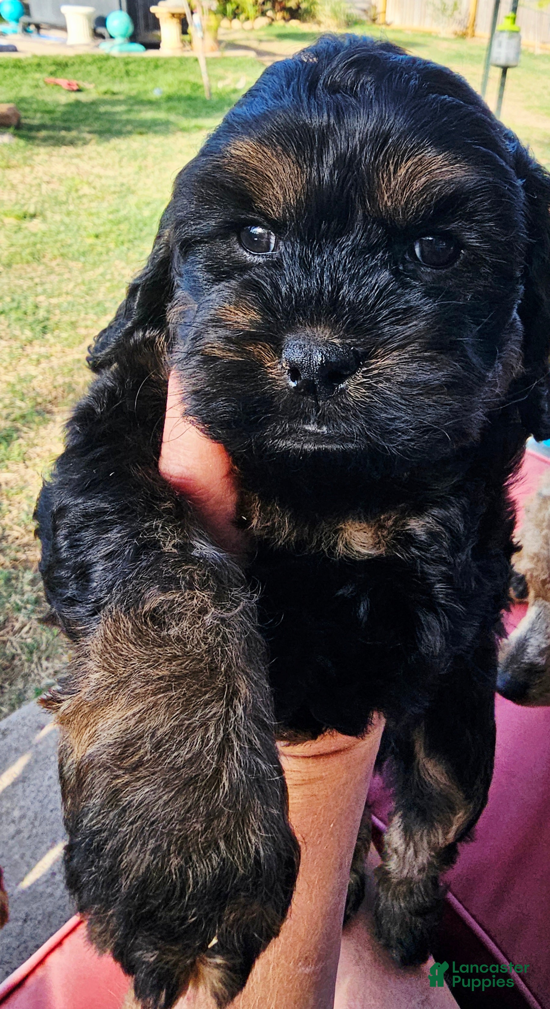 Cockapoo dogs Morgan - Ad 3