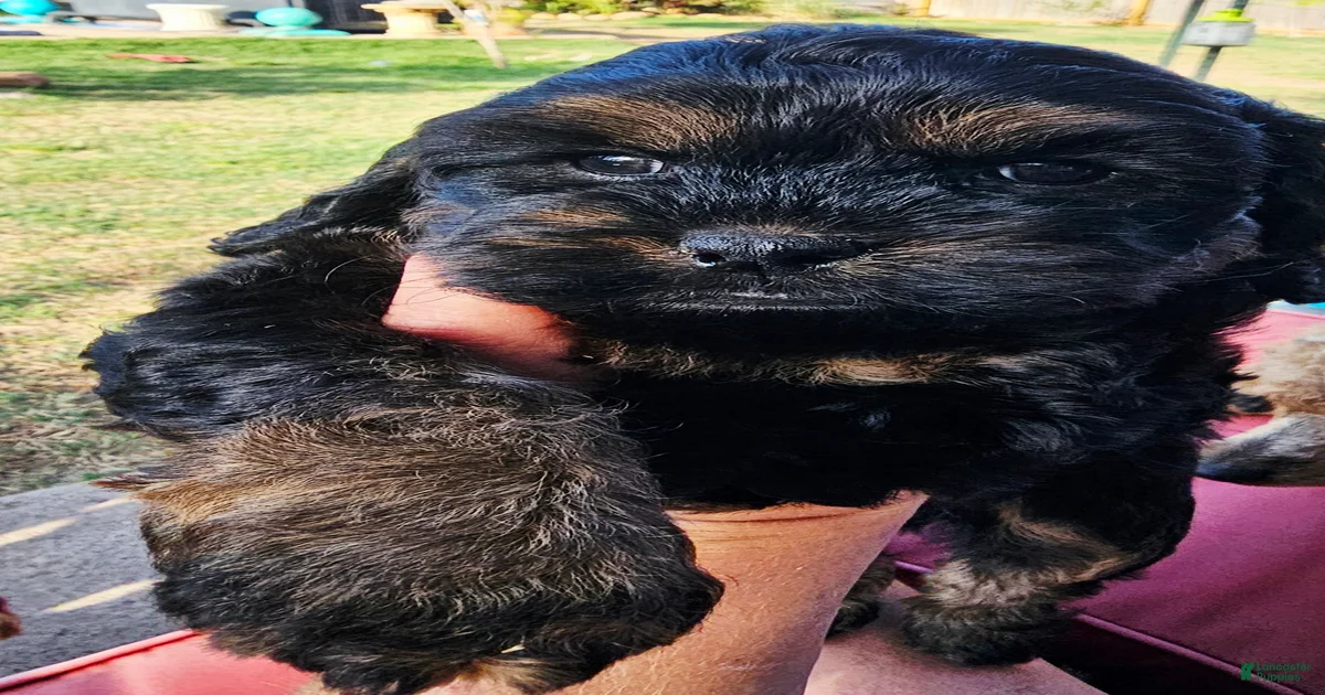 Cockapoo Puppies for sale in Oklahoma | Lancaster Puppies