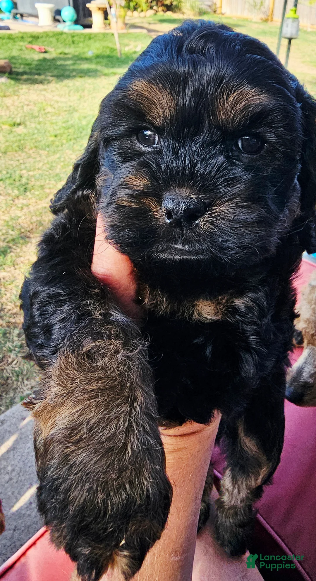 Cockapoo dogs for sale: Morgan - Ad 1