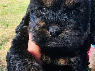 Cockapoo dogs Morgan - Ad 3