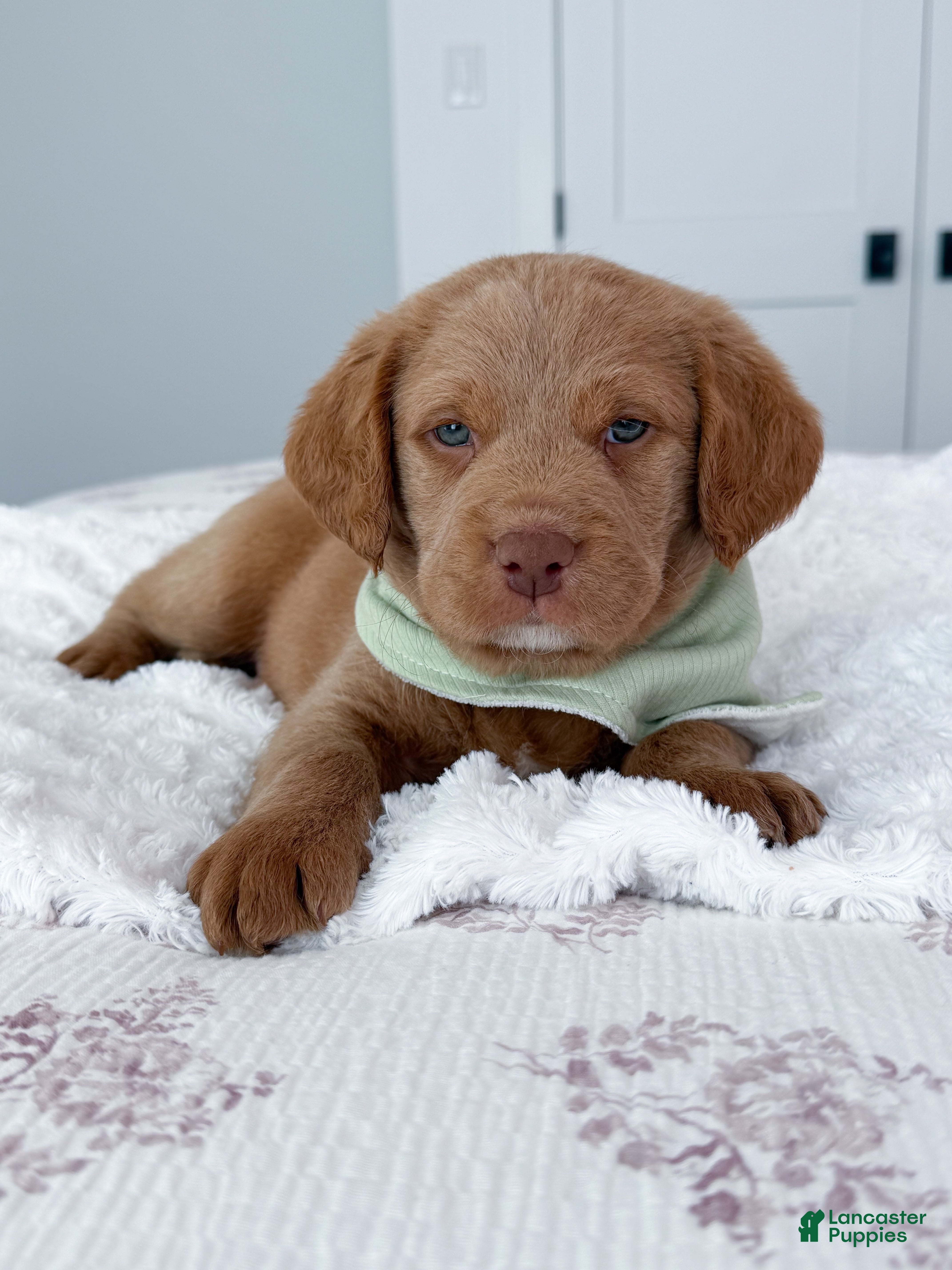 Labradoodle dogs Ollie - Ad 1