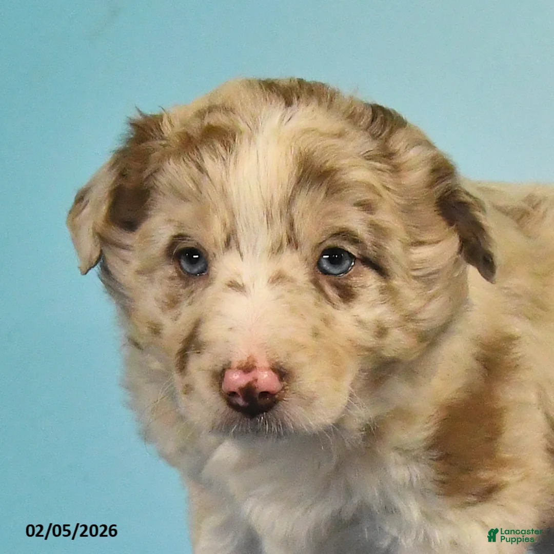 Mixed Breed dogs for sale: Ryan - Ad 3