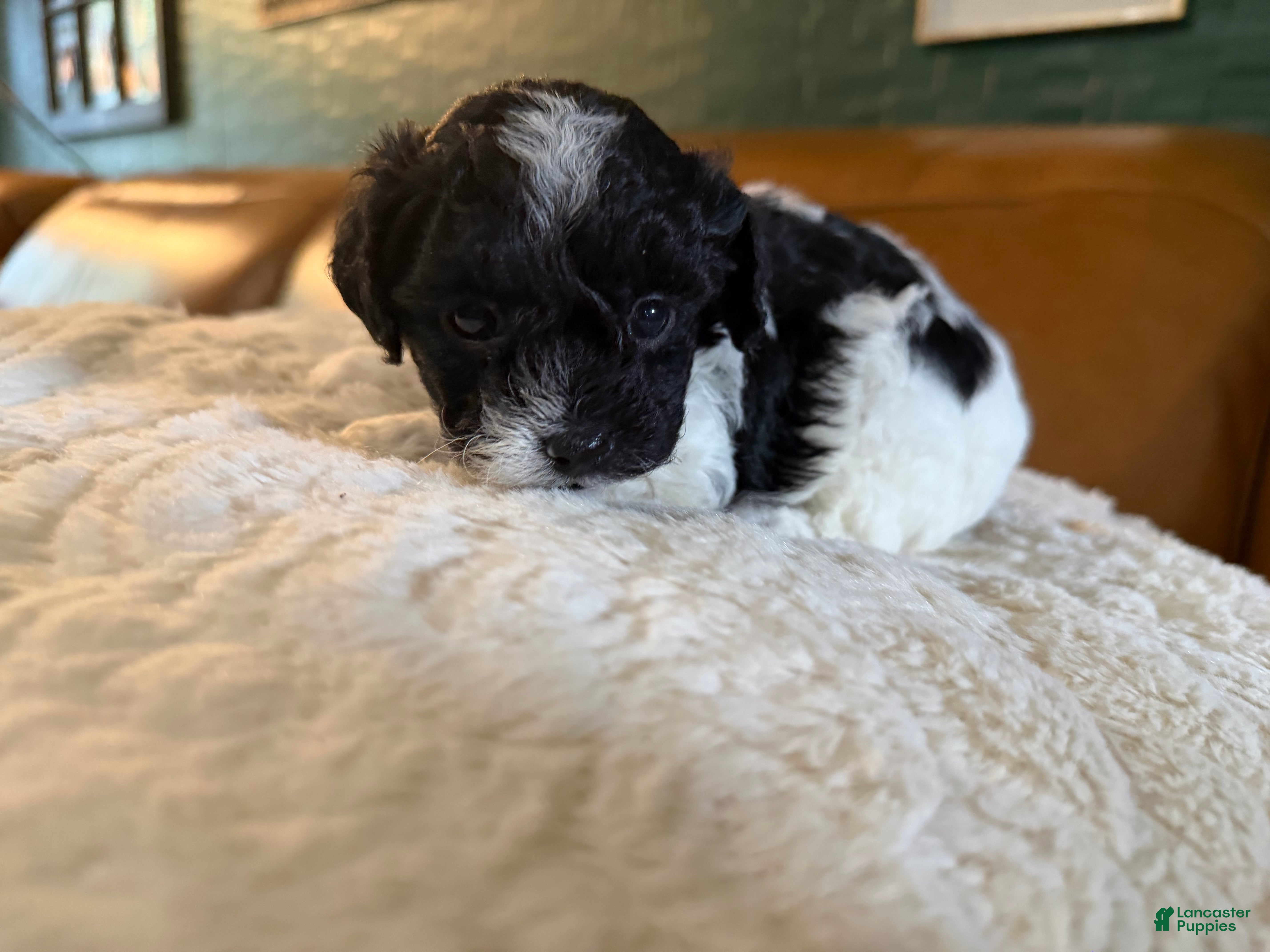 Maltipoo dogs Maltipoo 2 - Ad 11