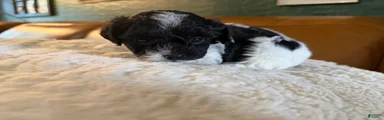 Maltipoo 2