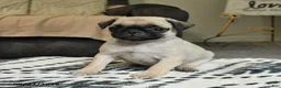 Pug dogs for sale: Penny - Ad 2