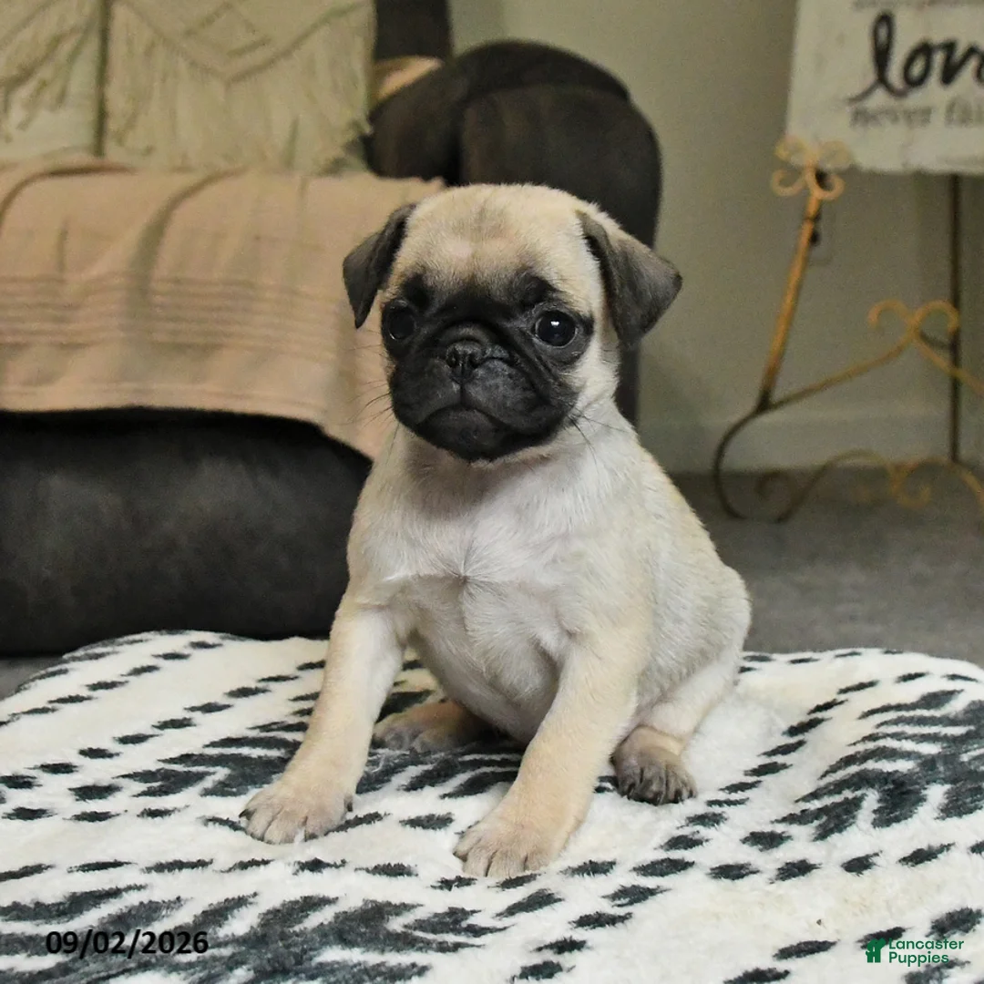 Pug dogs for sale: Penny - Ad 2