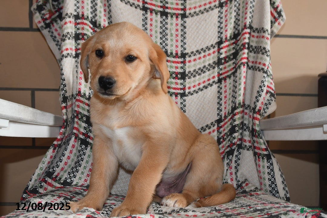 Labrador Retriever dogs for sale: Moose - Ad 5