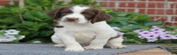 English Springer Spaniel dogs for sale: Trooper - Ad 3