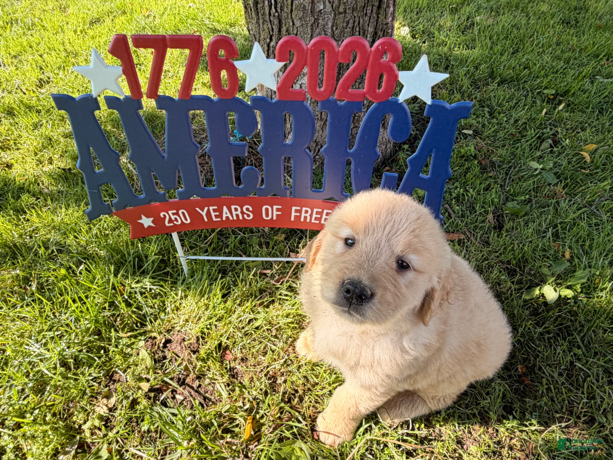 Golden Retriever dogs Patches  - Ad 2