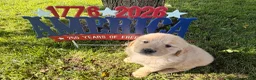 Golden Retriever dogs for sale: Patches  - Ad 2