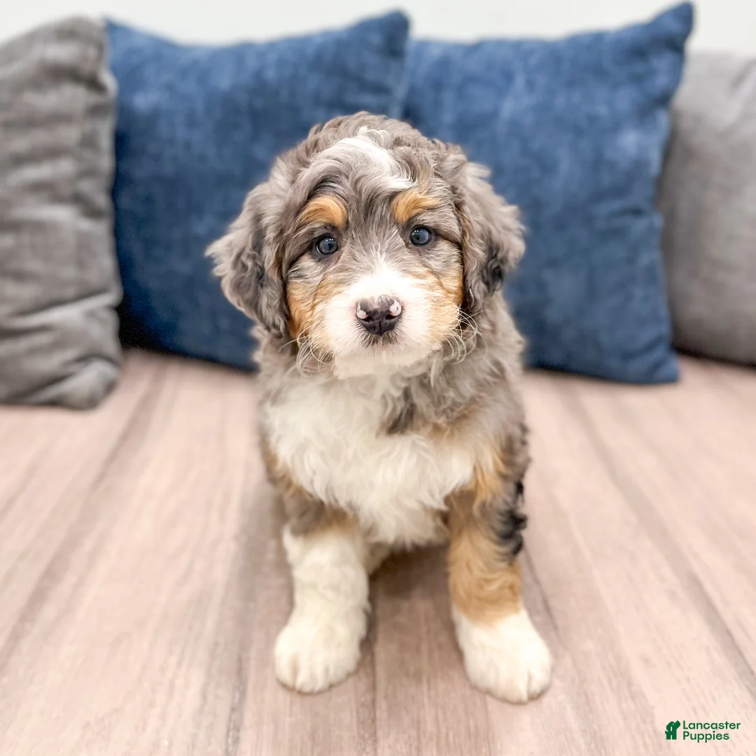 Mini Bernedoodle dogs for sale: Cheyenne - Ad 2