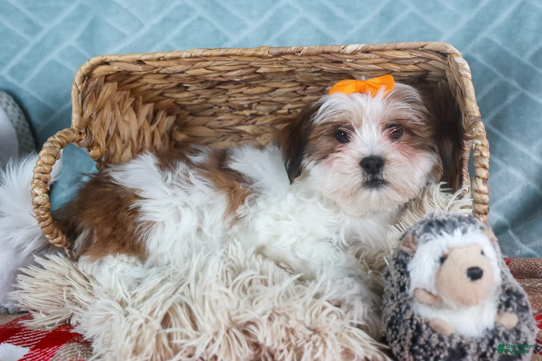 Teddy Bear dogs for sale: GEORGE - Ad 6