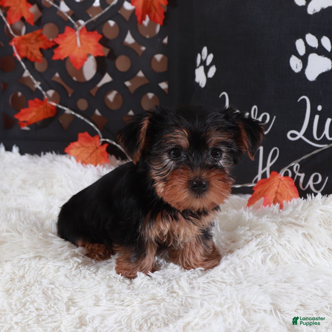 Yorkshire Terrier dogs for sale: Ariana - Ad 3