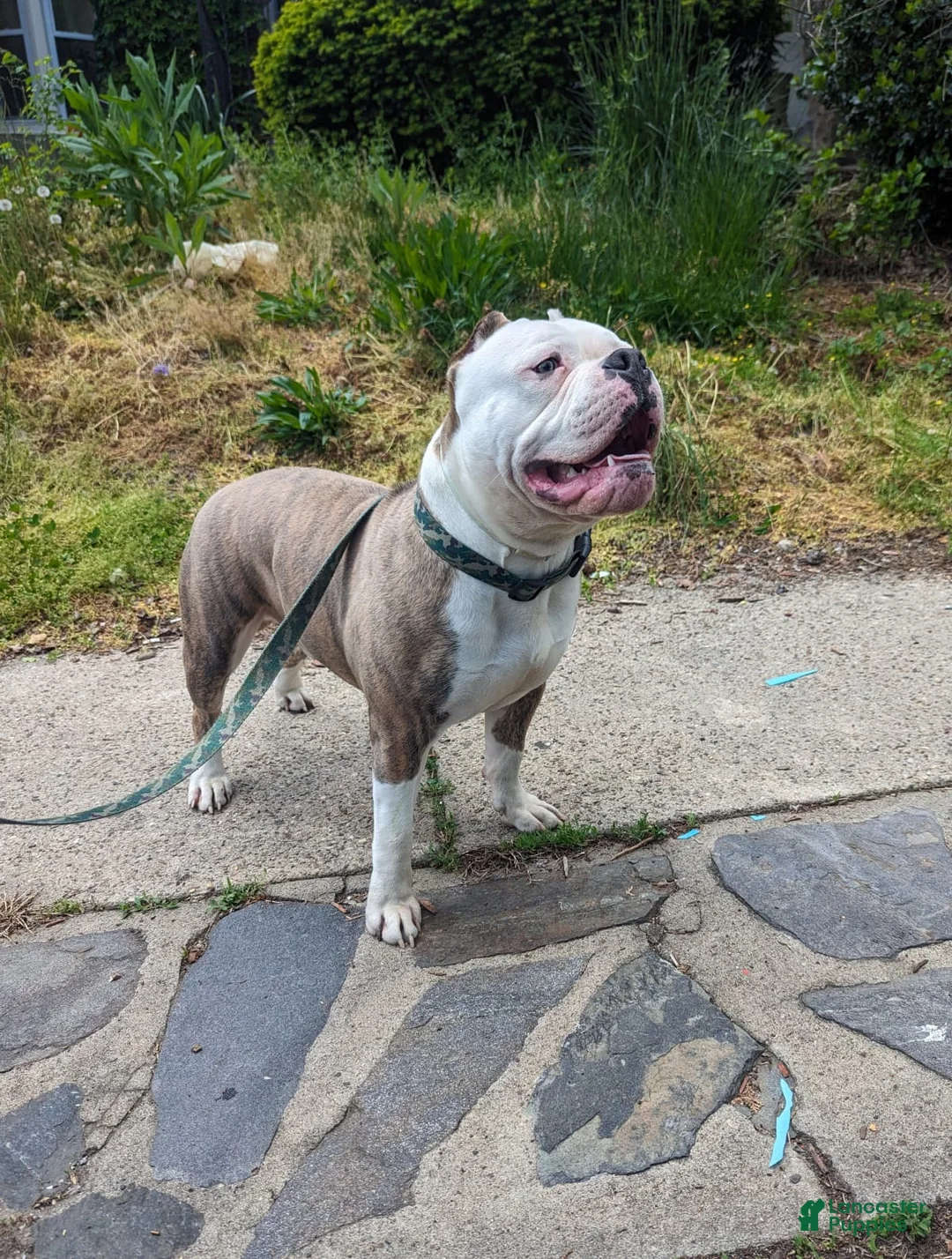 Gallery Image {{count}}