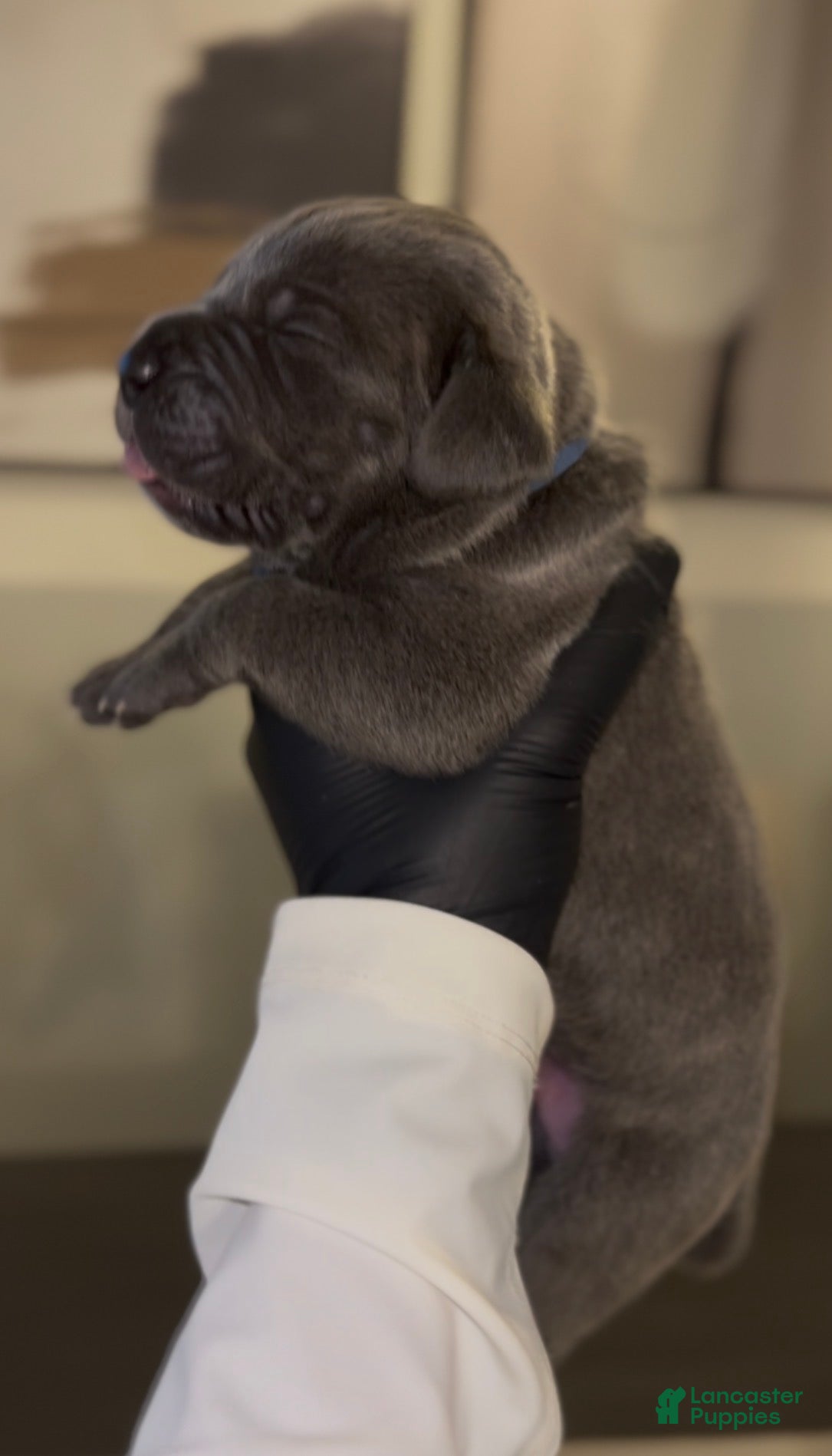 Cane Corso dogs for sale: Luxe - Ad 4