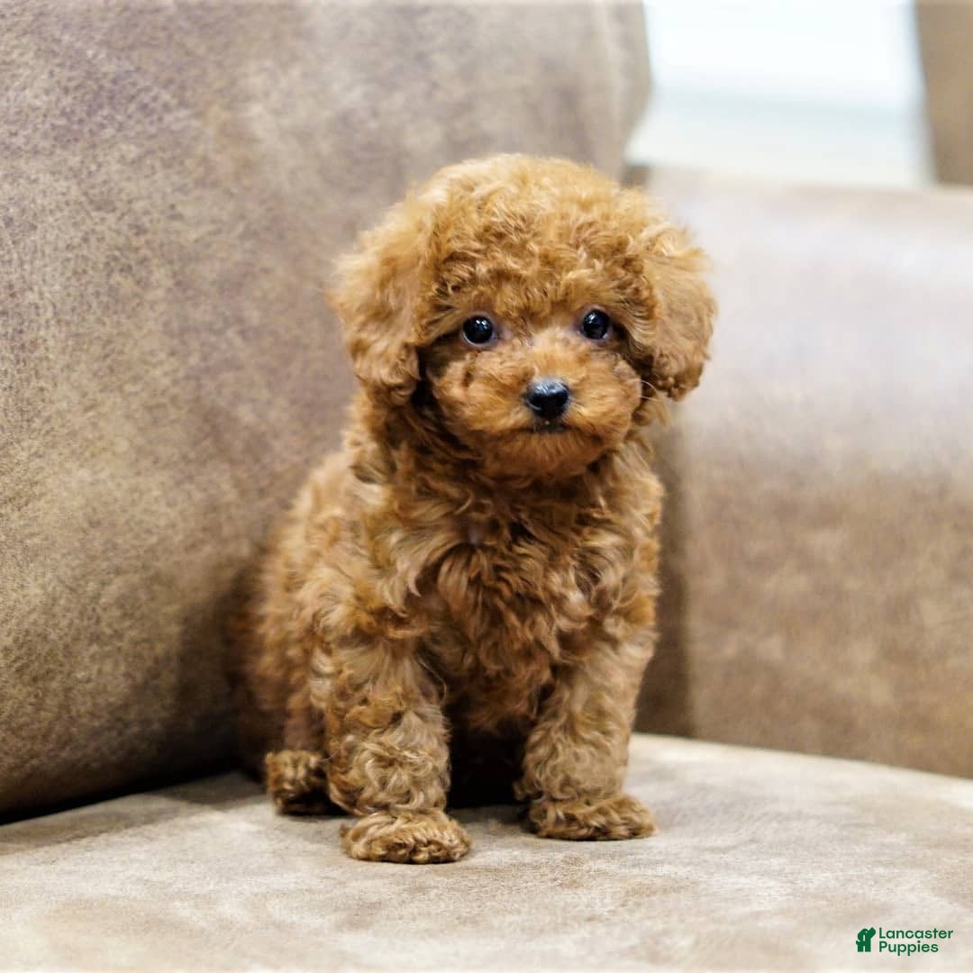 Toy Poodle dogs Lina - Ad 37