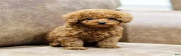 Toy Poodle dogs for sale: Lina - Ad 1